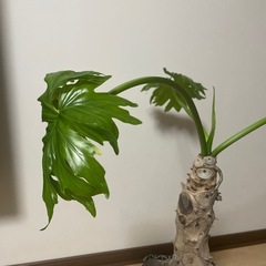 セロームの画像