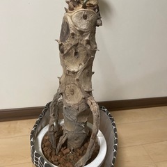 セロームの画像