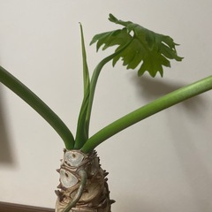 セロームの画像