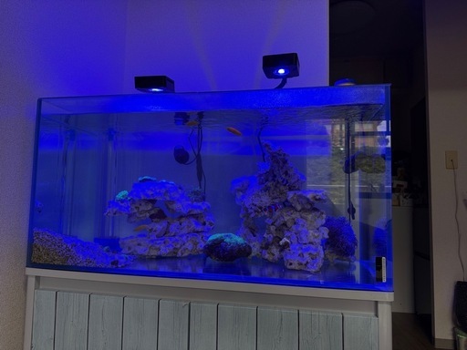 水槽90Cm  中もすべて一緒に引き取ってくれる方 水槽90Cm 中もすべて一緒に引き取ってくれる方