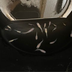 決まりました🔴紅白ラメ  稚魚～若魚～成魚18匹  紅白ラメから出た淡いピンク色🎀～淡いオレンジ色のラメの入った可愛いめだか の画像
