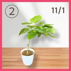 フィカス ウンベラータ❷ 育てやすい 観葉植物 おしゃれ インテリア 稲城市周辺 相談可能 の画像