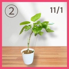 フィカス ウンベラータ❷ 育てやすい 観葉植物 おしゃれ インテリア 稲城市周辺 相談可能 の画像
