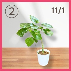 フィカス ウンベラータ❷ 育てやすい 観葉植物 おしゃれ インテリア 稲城市周辺 相談可能 の画像