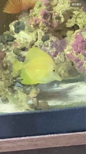 ゴマハギ　イエロー