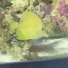 ゴマハギ　イエローの画像