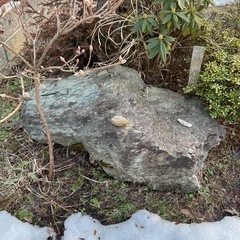 庭石の画像