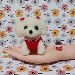 羊毛フェルト 可愛い服きた　マルチーズ 餌付きの画像