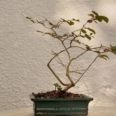 紅葉サルスベリの画像