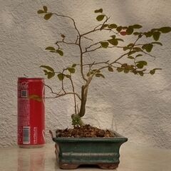 紅葉サルスベリの画像