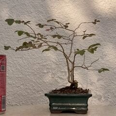 紅葉サルスベリの画像