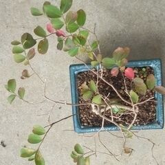 紅葉サルスベリの画像