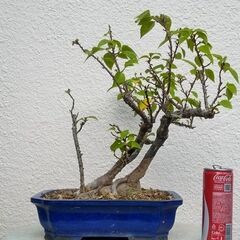 盆栽筏作りブーゲンビリア（赤）の画像