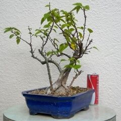 盆栽筏作りブーゲンビリア（赤）の画像