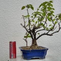 盆栽筏作りブーゲンビリア（赤）の画像