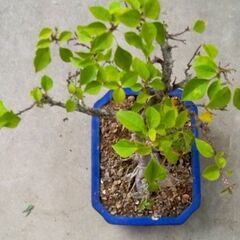 盆栽筏作りブーゲンビリア（赤）の画像