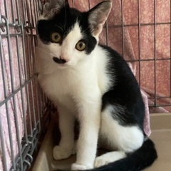 沖縄からの4兄妹ハチワレなっちゃん♀3ヶ月