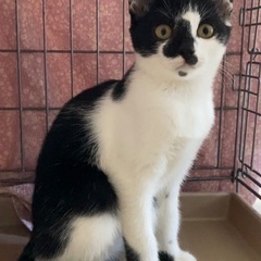 沖縄からの4兄妹ハチワレのなぎちゃん♀3ヶ月