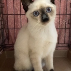 沖縄からの4兄妹シャム系ミックスのロイくん♂3ヶ月