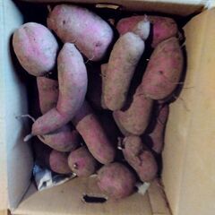むらさき芋 10キロの画像