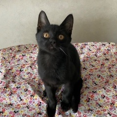 沖縄からの4兄妹ジジくん♂3ヶ月