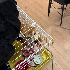 柴犬　4歳の男の子