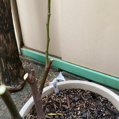 ★最終値下★希少種イチジク　『CDA』　挿木3年生　大苗の画像