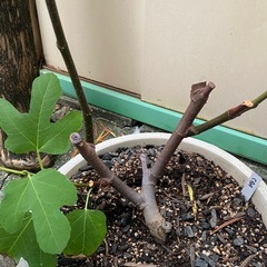 ★最終値下★希少種イチジク　『CDA』　挿木3年生　大苗の画像