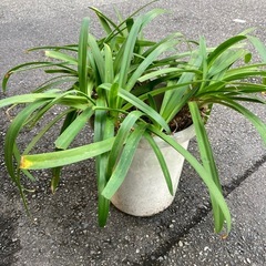 アガパンサス、No.3 、植物、植木、薄紫の花の画像