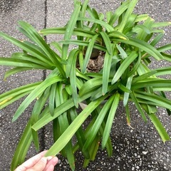 アガパンサス、No.3 、植物、植木、薄紫の花の画像