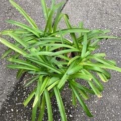 アガパンサス、No.3 、植物、植木、薄紫の花の画像