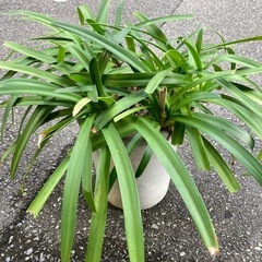 アガパンサス、No.3 、植物、植木、薄紫の花の画像