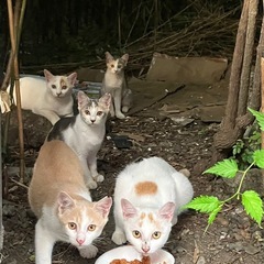 居場所が無い子猫達