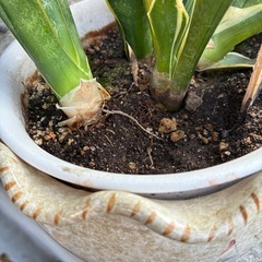 イタリア製陶器　サンスベリアの画像