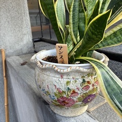 イタリア製陶器　サンスベリアの画像