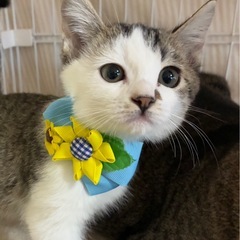 ゴミ処理場から救出された小さな命🌸500gの女の子の里親募集