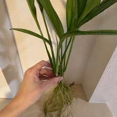 ヤマサキカズラ(大株)の画像