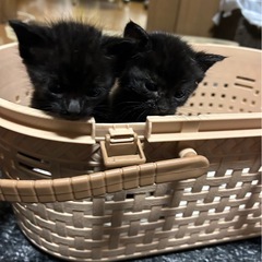 仔猫黒くん2匹里親様募集！