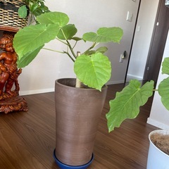 ウンベラータ　3点セットの画像