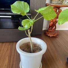 ウンベラータ　3点セットの画像