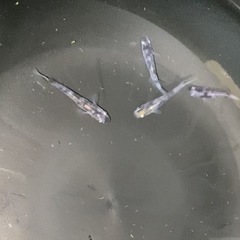 メダカ無人販売(今年最後
)の画像