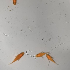 メダカ無人販売(今年最後
)の画像