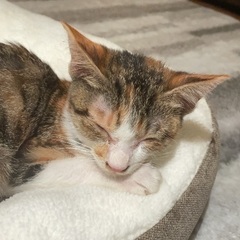 周南市★健康な0歳1ヶ月のメス猫ちゃんです★