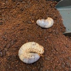 カブトムシ幼虫の画像
