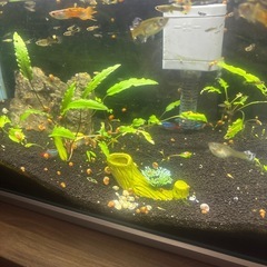 水槽　生体セットの画像