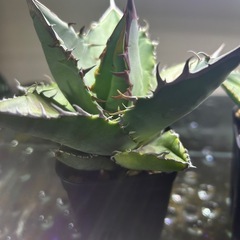 オテロイ実生。の画像