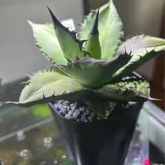 オテロイ実生。の画像