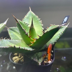 オテロイ実生。の画像