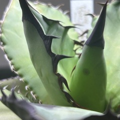 オテロイ実生。の画像