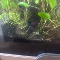 ミナミヌマエビ　水槽セットの画像